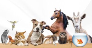 Georgia's Veterinary Compounding Pharmacy: Custom Medications for Animals