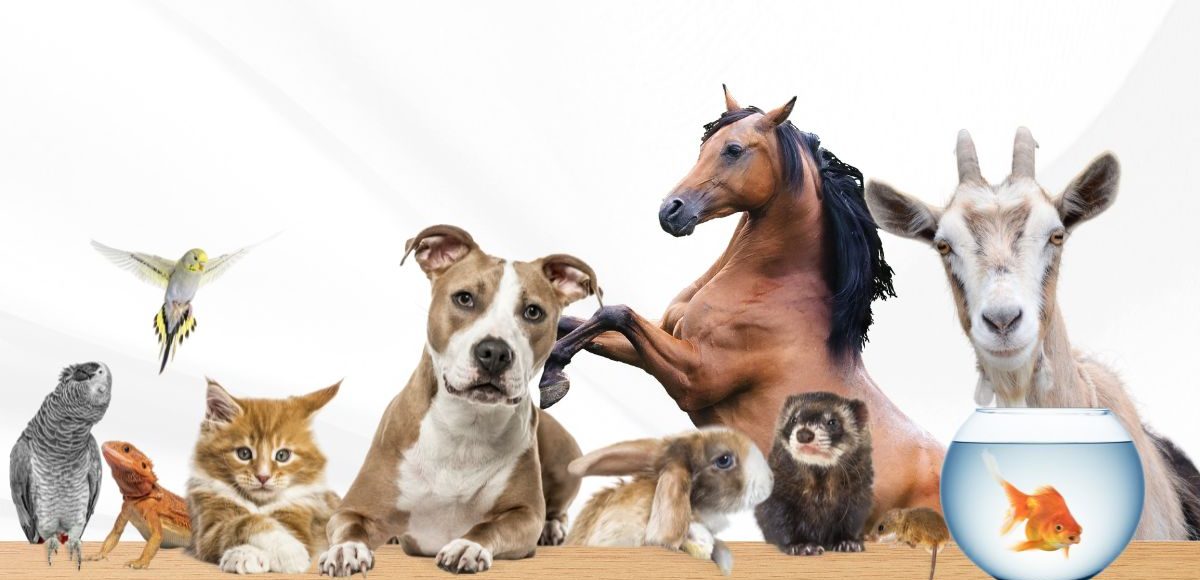 Georgia's Veterinary Compounding Pharmacy: Custom Medications for Animals