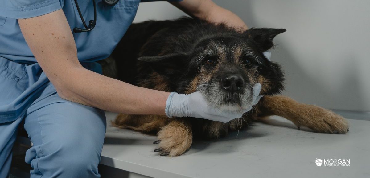 Addressing Seizures in Dogs with Canine Epilepsy Medications: Potassium Bromide, Gabapentin, Diazepam, and More